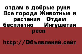 отдам в добрые руки - Все города Животные и растения » Отдам бесплатно   . Ингушетия респ.